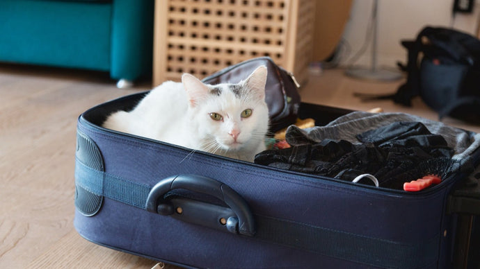 ¿Qué hacer con un gato cuando nos vamos de vacaciones?