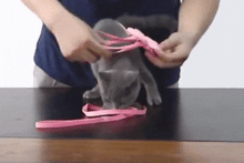 Cargar imagen en el visor de la galería, Correa arnés con alas Angel para gatos