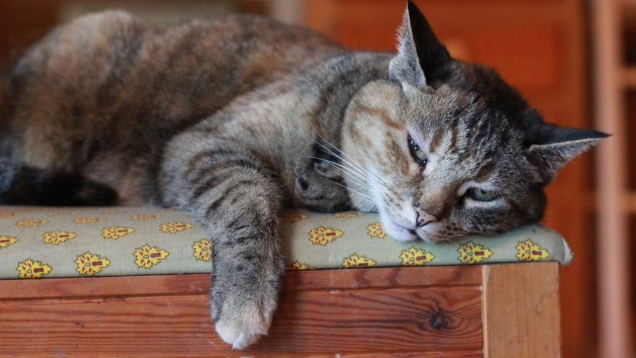 8 formas de entretener a tu gato sin juguetes