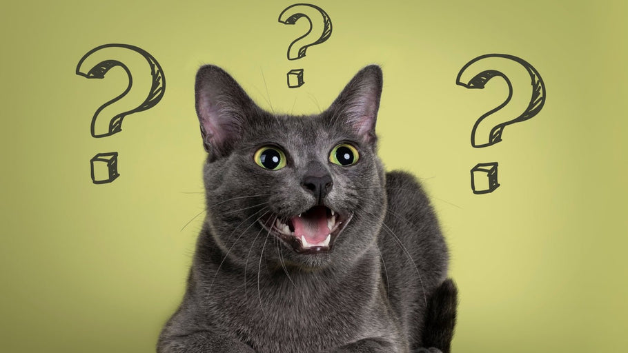 ¿Cómo saber lo que quiere mi gato? Gestos y comportamientos