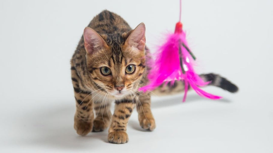 ¿Cuáles son los juguetes más adecuados para los gatos?