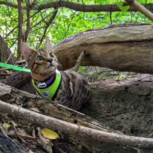 Arnés Catwalk para gatos - Gatufy