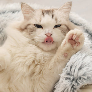 Cama Cozy para gatos - Gatufy