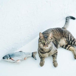 Juguete pez eléctrico interactivo para gatos - Gatufy