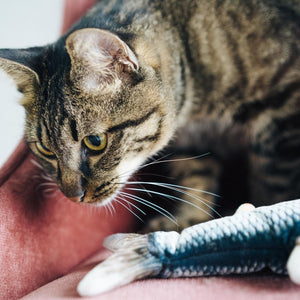 Juguete pez eléctrico interactivo para gatos - Gatufy